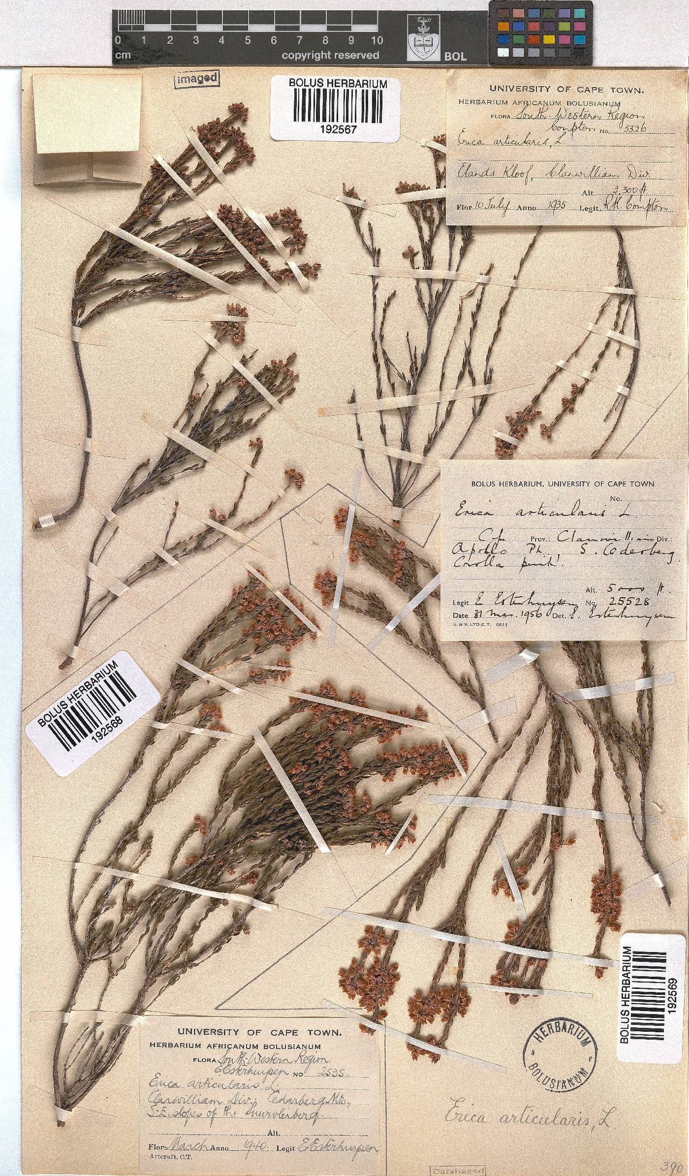 Erica articularis image