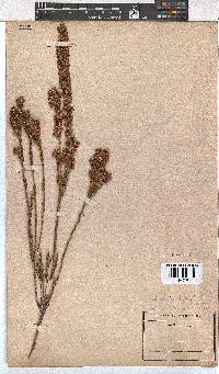 Erica articularis image