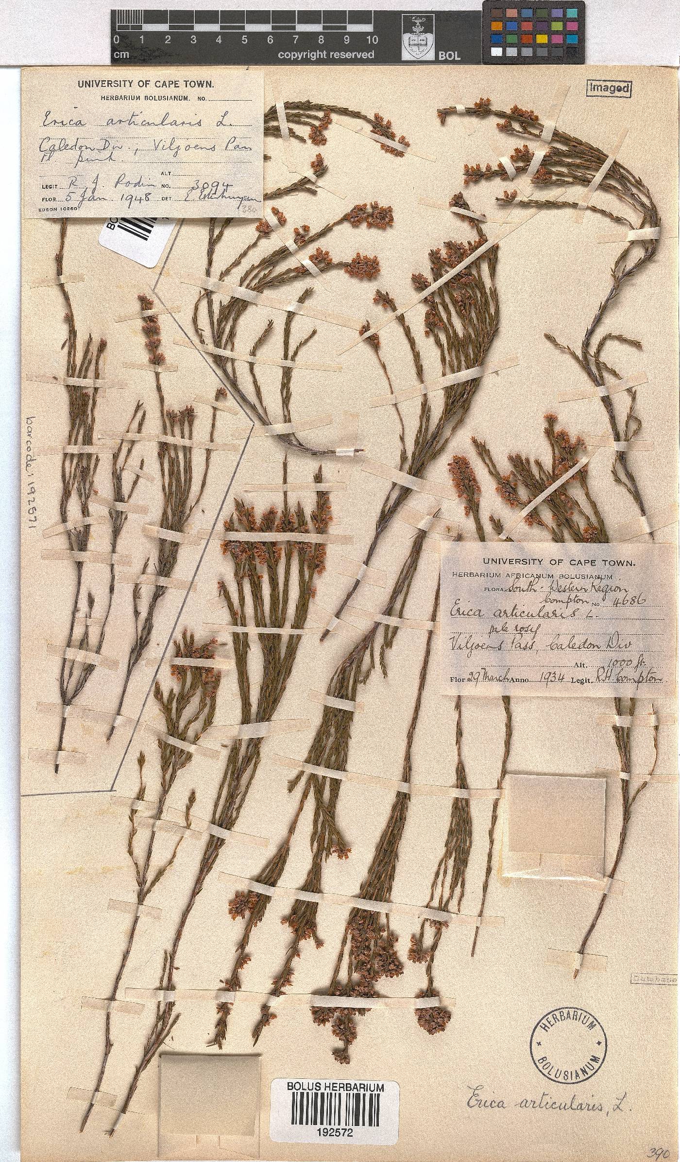 Erica articularis image