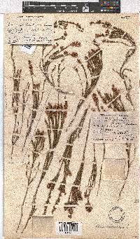 Erica articularis image