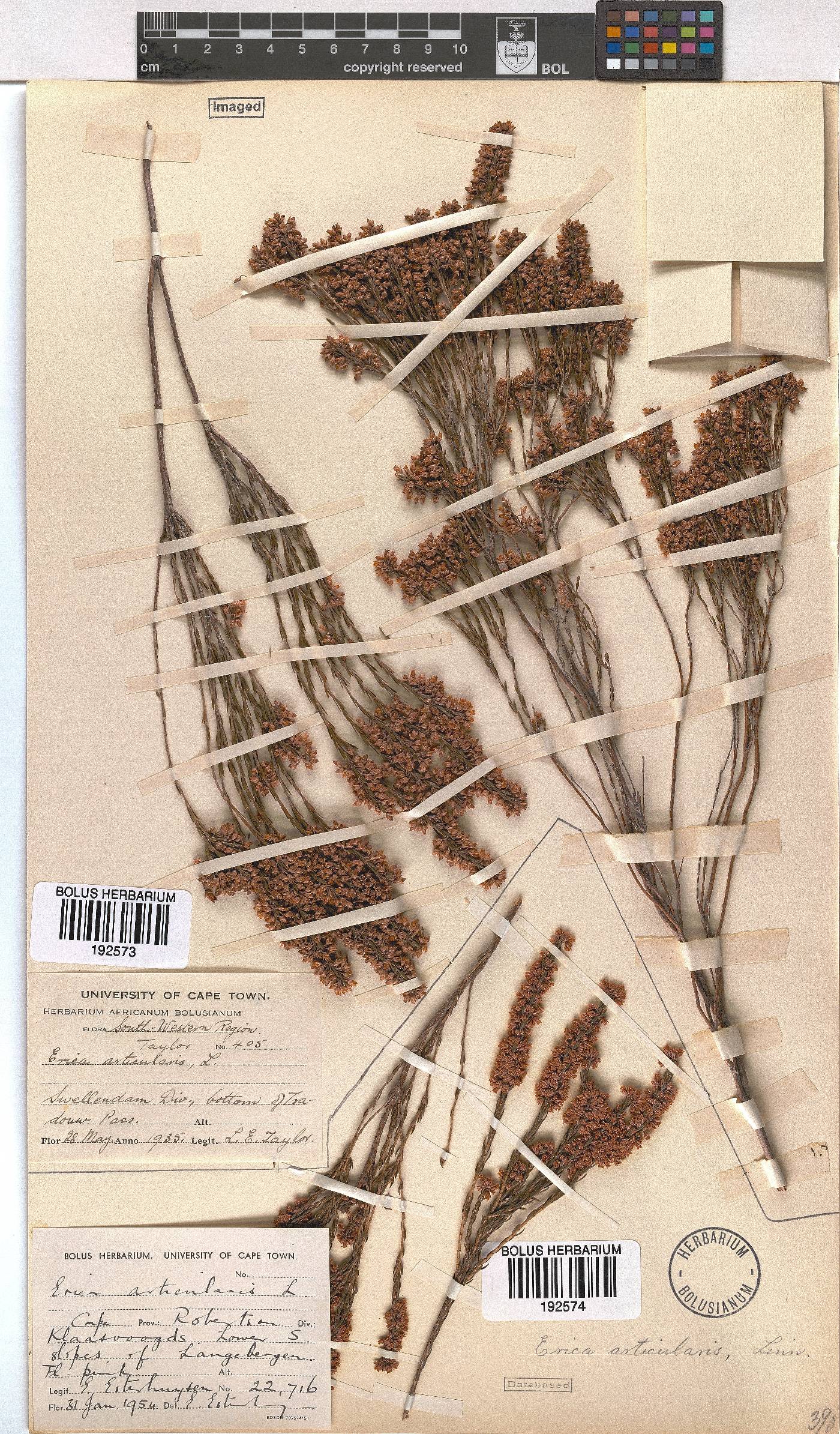 Erica articularis image