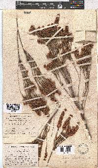 Erica articularis image