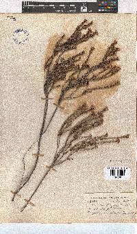 Erica articularis image