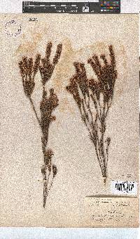 Erica articularis image