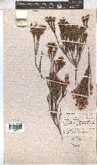 Erica articularis image