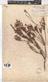 Erica articularis image