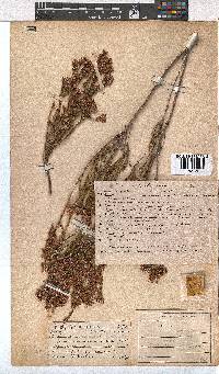 Erica articularis image