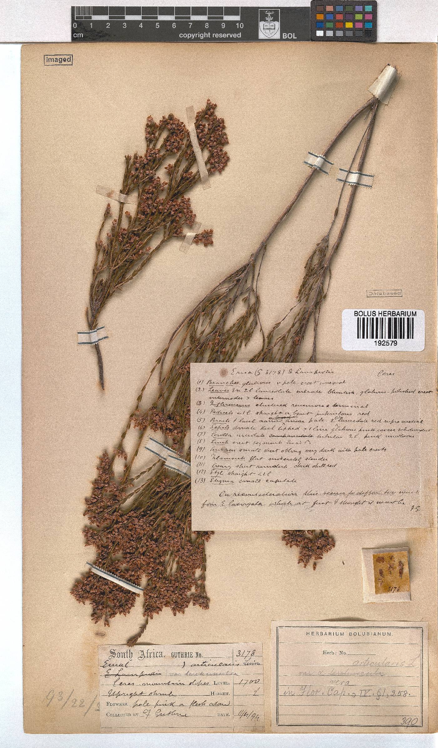 Erica articularis image