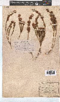 Erica articularis image