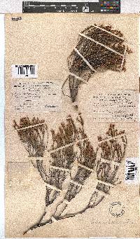 Erica articularis image