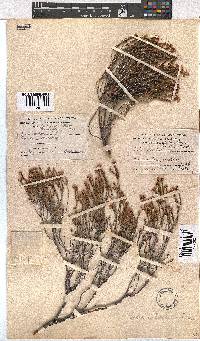 Erica articularis image