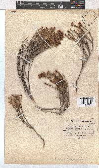 Erica articularis image