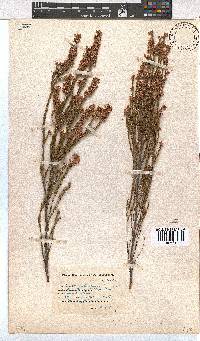 Erica articularis image