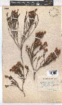 Erica articularis image
