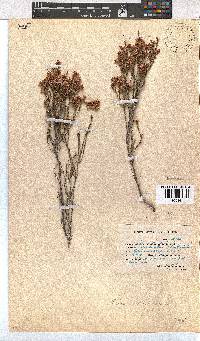 Erica articularis image