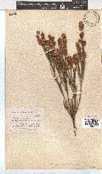 Erica articularis image