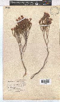 Erica articularis image