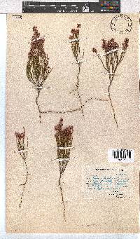 Erica articularis image