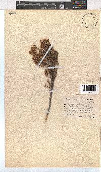 Erica articularis image