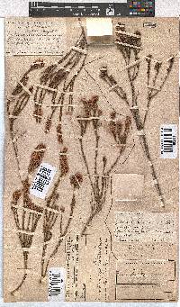 Erica articularis image