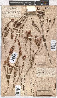 Erica articularis image