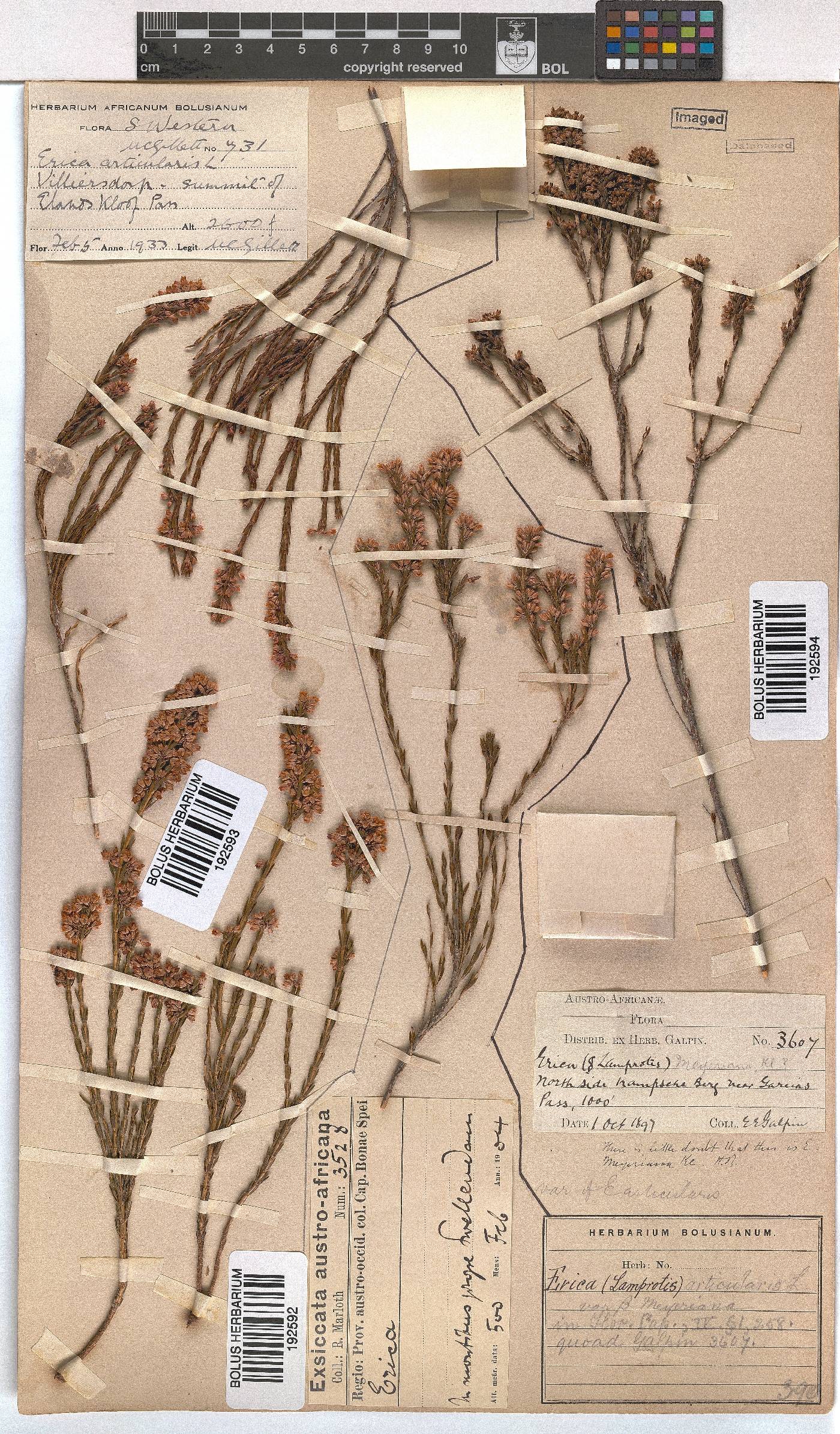 Erica articularis var. meyeriana image