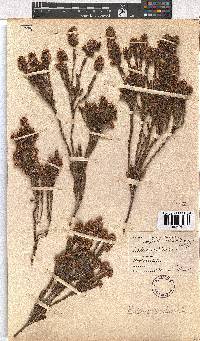 Erica articularis image