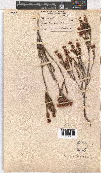 Erica articularis image