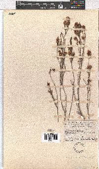 Erica articularis image