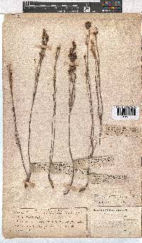 Erica articularis image