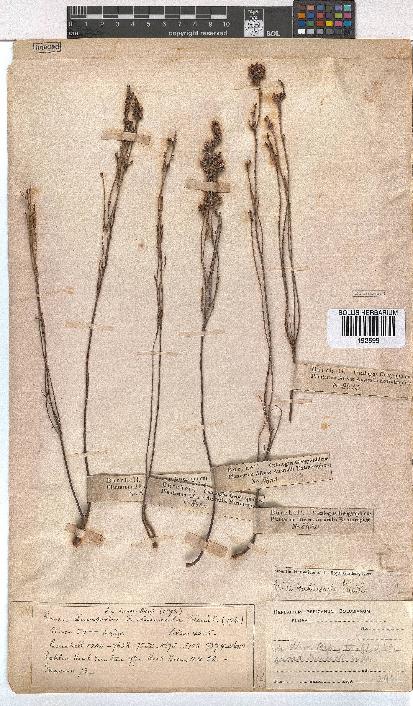 Erica articularis image