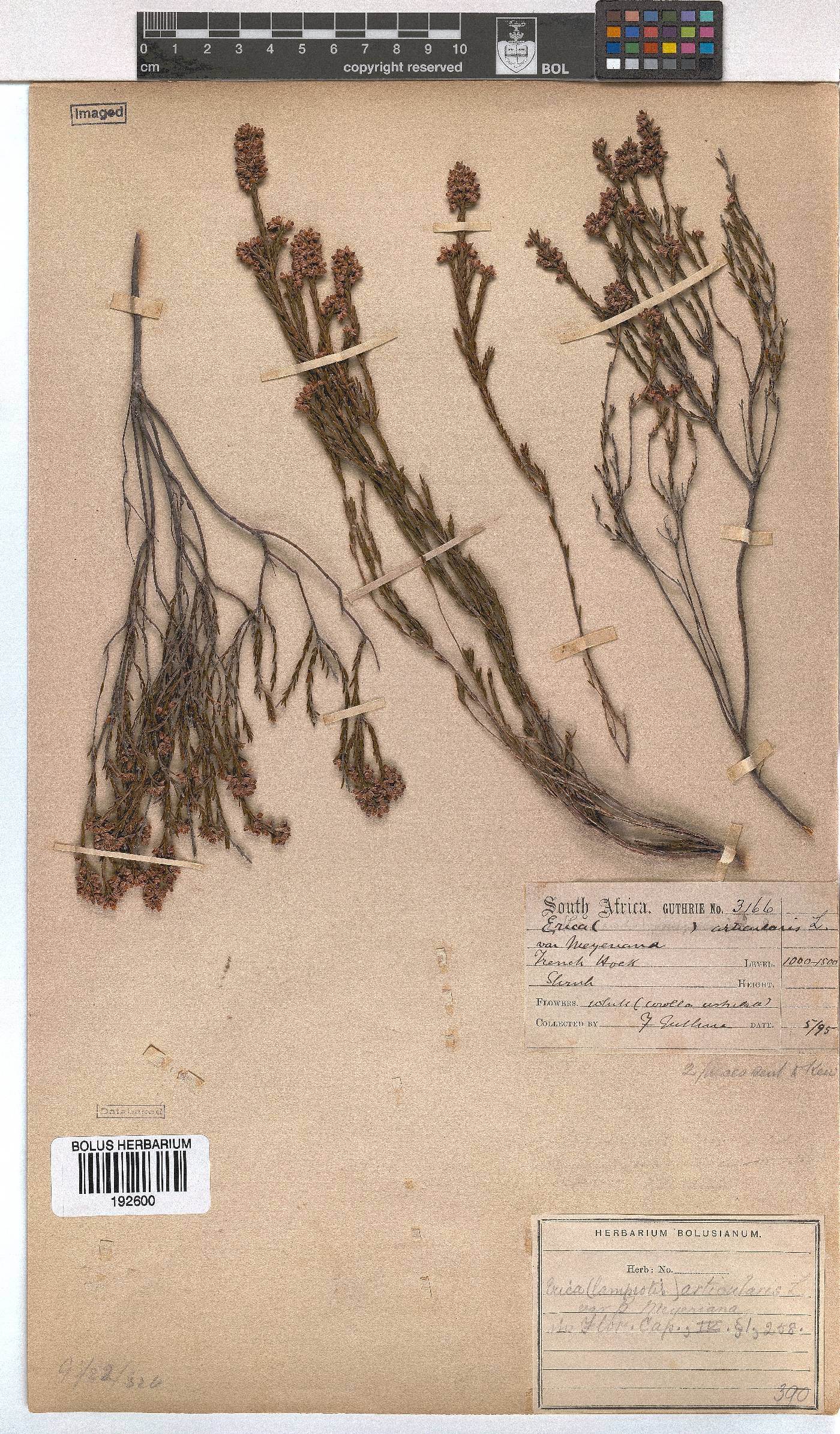 Erica articularis var. meyeriana image