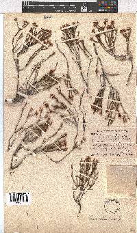 Erica articularis image