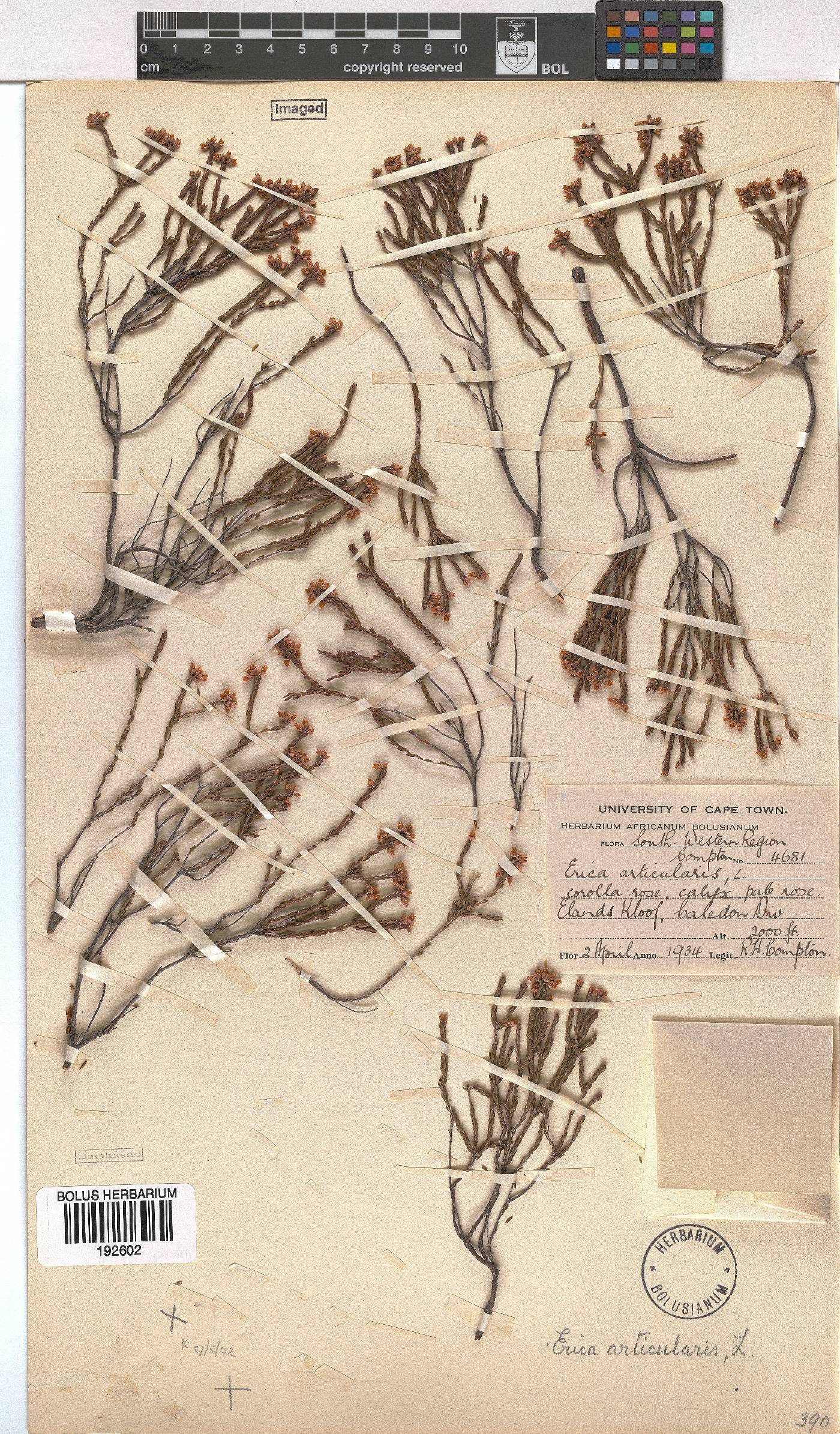 Erica articularis image