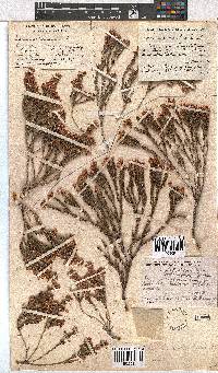 Erica articularis image