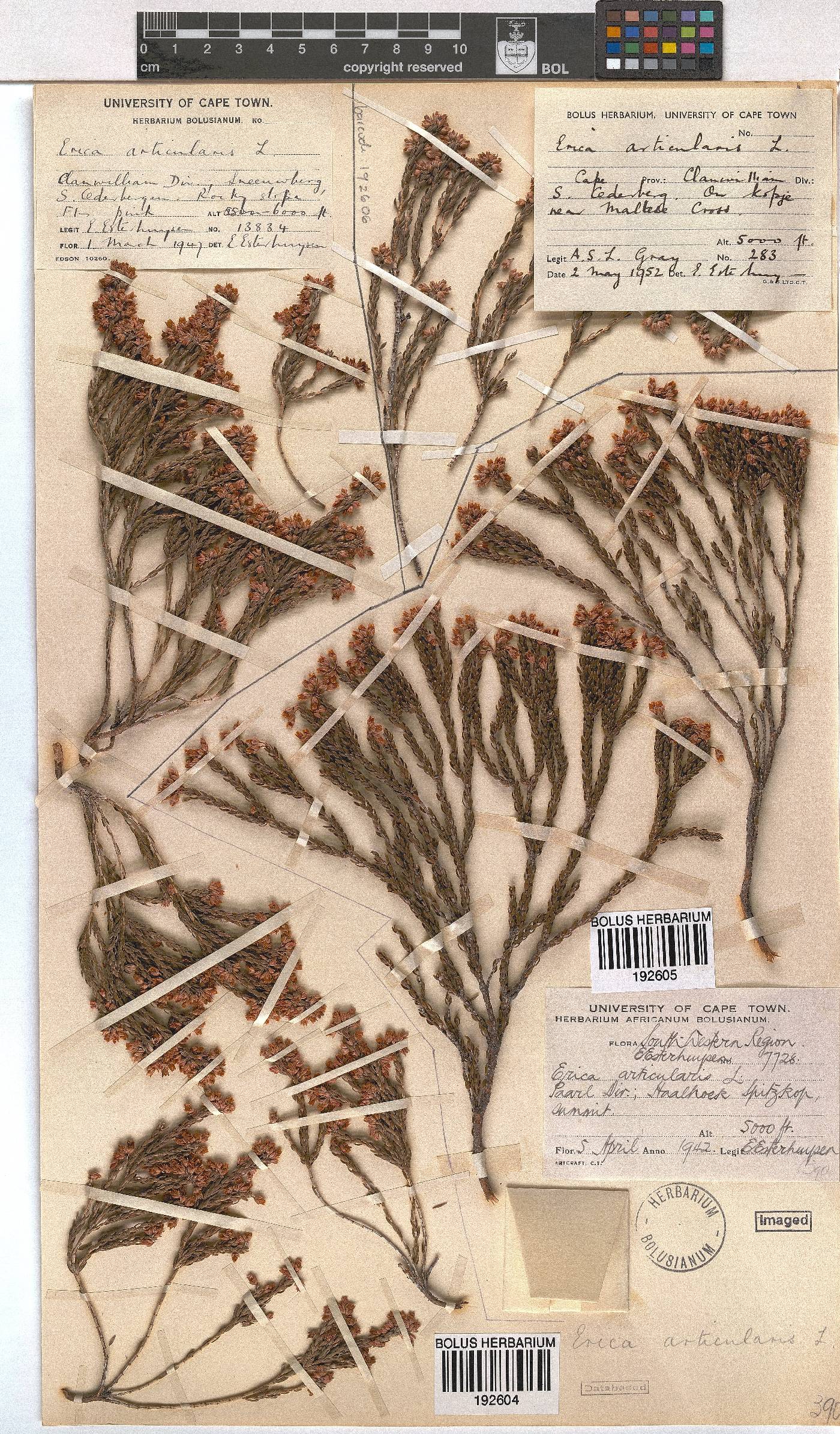Erica articularis image