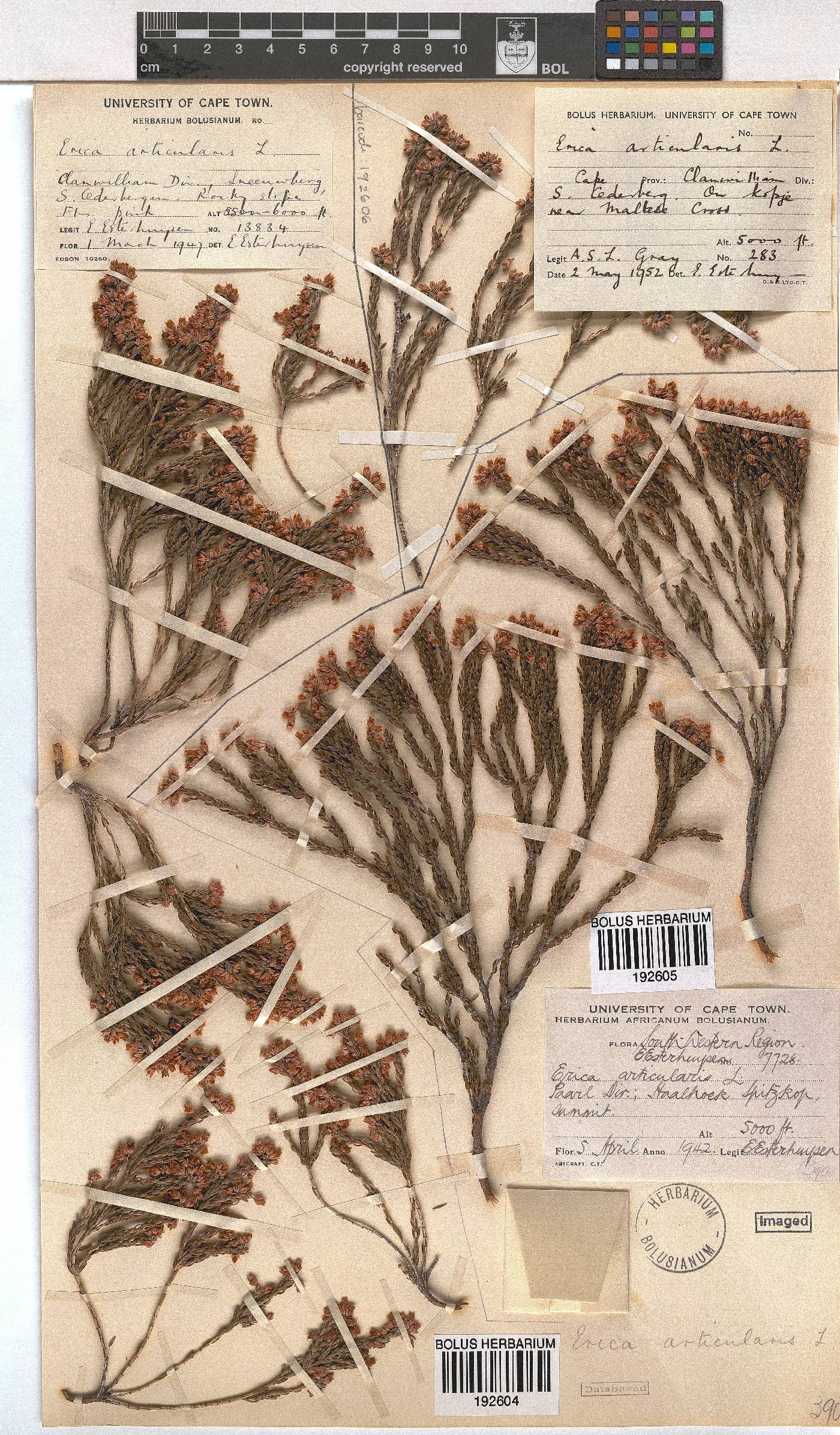 Erica articularis image
