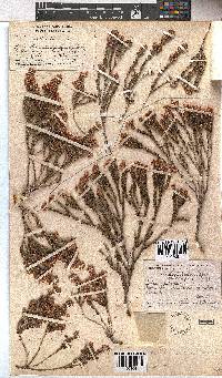 Erica articularis image