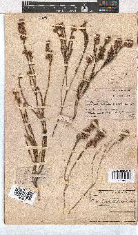 Erica articularis image