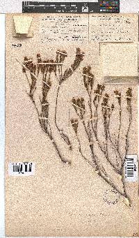 Erica articularis image