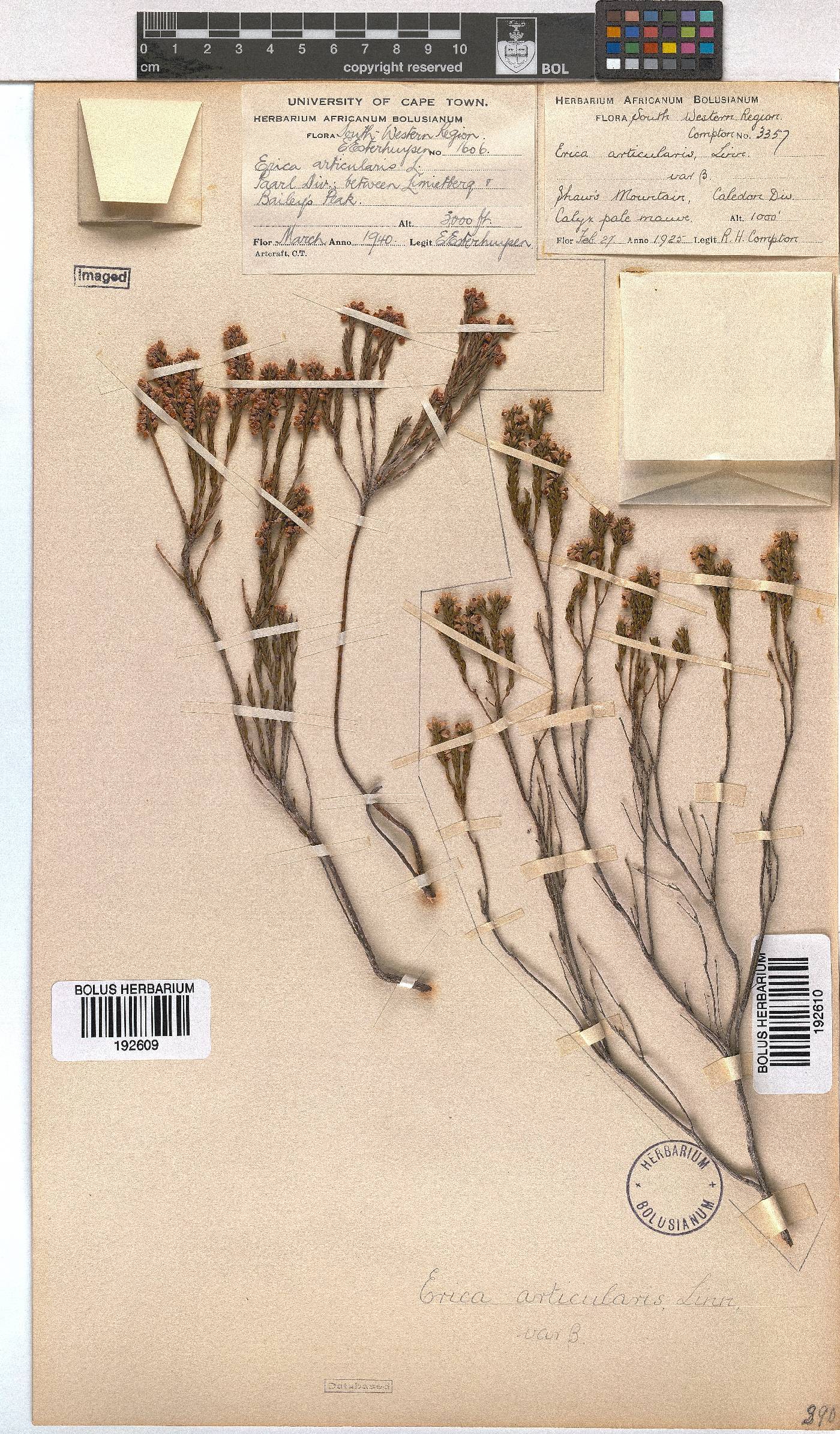 Erica articularis image