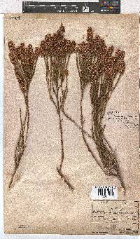 Erica articularis image