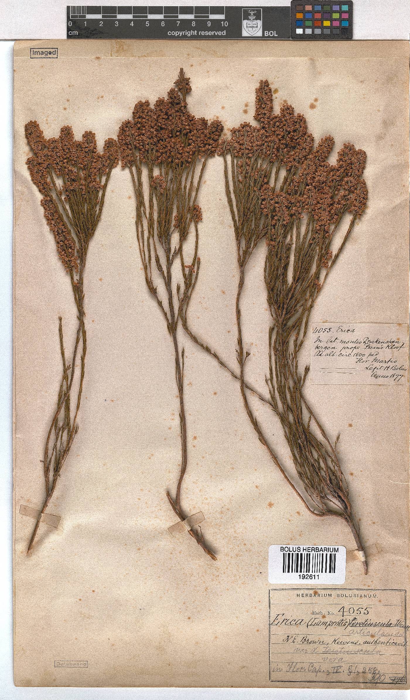 Erica articularis image