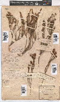 Erica articularis image