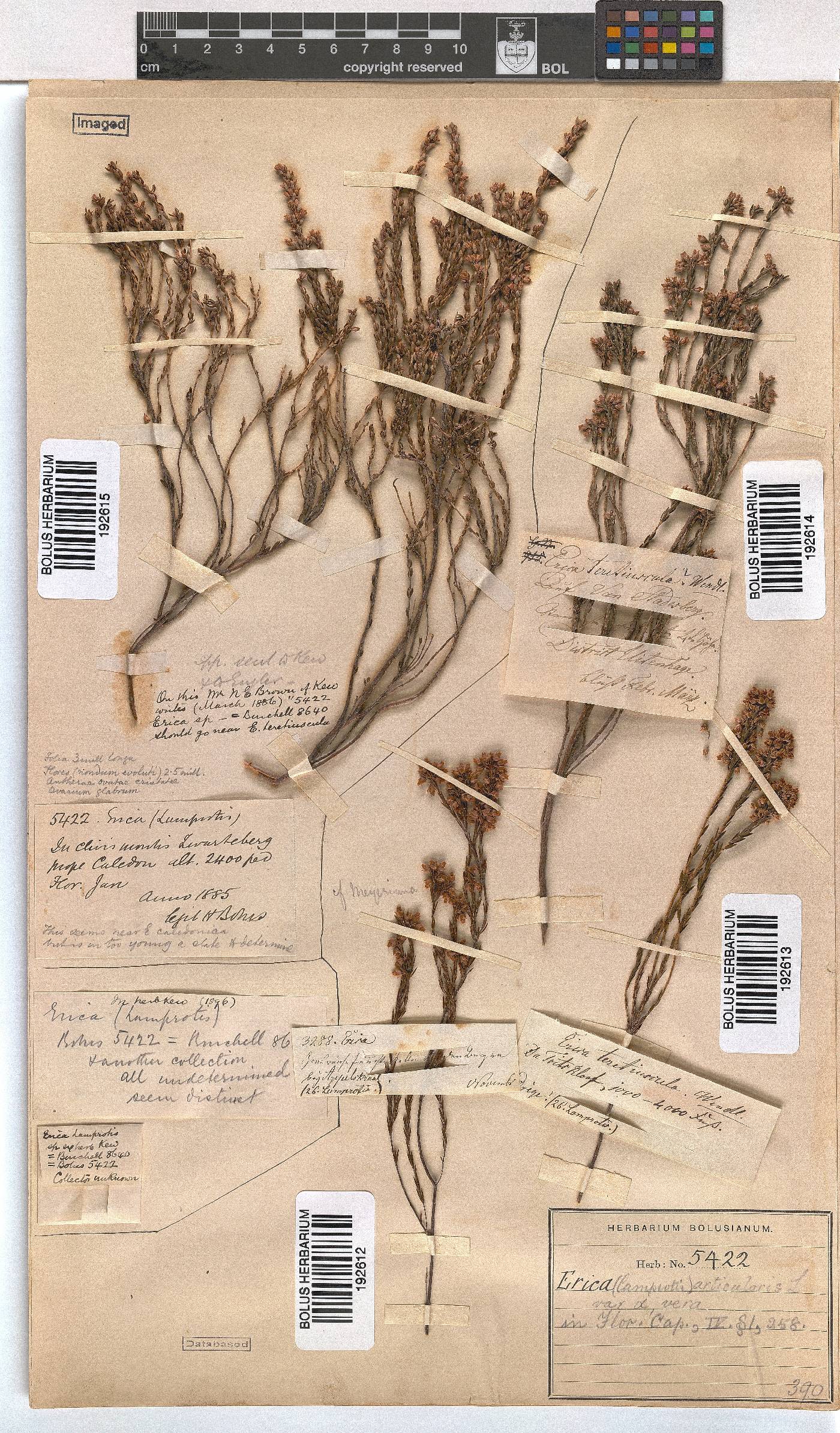 Erica articularis image