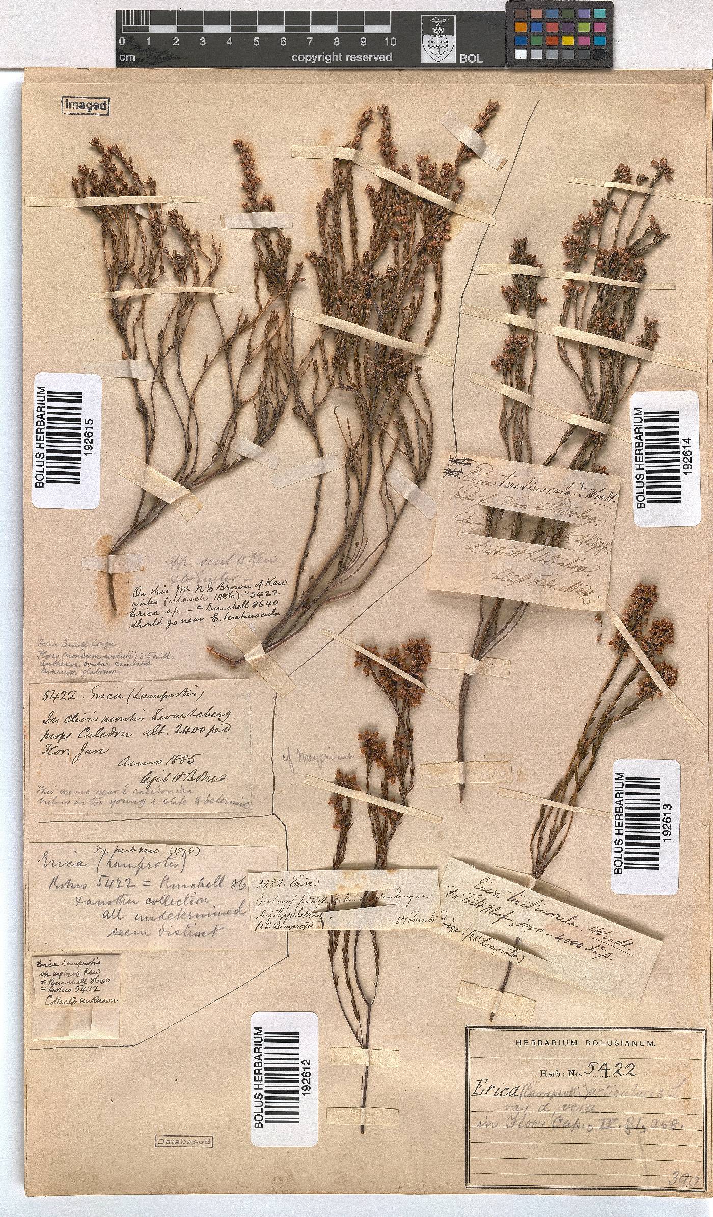 Erica articularis image