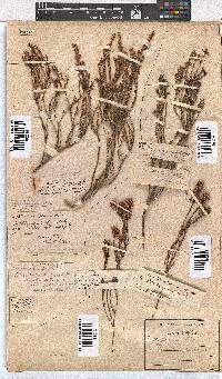 Erica articularis image