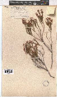 Erica articularis image