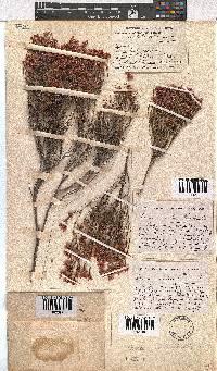 Erica articularis image