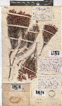 Erica articularis image